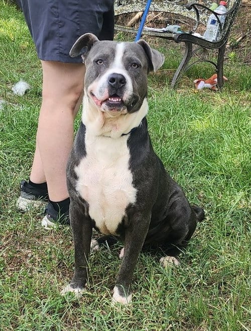 Photo of Rocky, adoptable American Bulldog in Wetumpka, Alabama