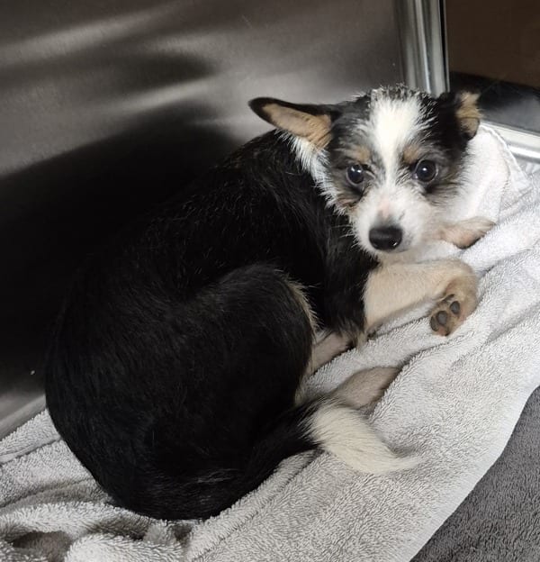 Photo of Callisto, adoptable Terrier, Rat cross in Lawrenceville, Georgia