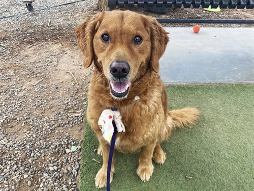 Photo of Rover, adoptable Golden Retriever in Phoenix, Arizona