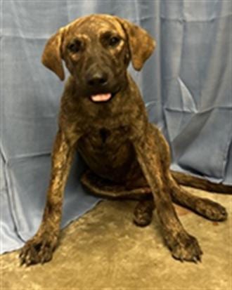 Photo of Nick, adoptable Plott Hound in Rosenberg, Texas