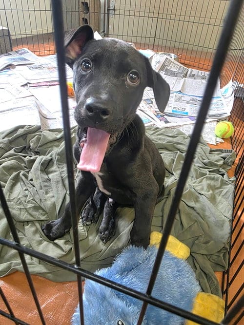 Photo of Vesper (NY-Sarah), adoptable Labrador Retriever in SHERBURNE, New York