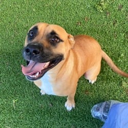 Photo of Thunder 2517, adoptable Mixed Breed (Medium) in Loxahatchee, Florida