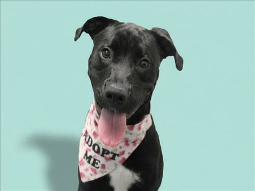 Photo of Magnolia, adoptable Pit Bull Terrier in Fort Collins, Colorado