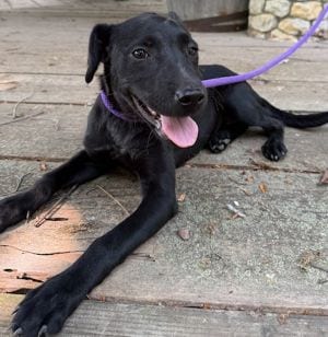 Photo of Duchess, adoptable Labrador Retriever in Savannah, Missouri