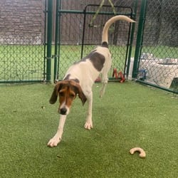 Photo of Penny 6739, adoptable Hound (Unknown Type) Mixed Breed (Medium) in Loxahatchee, Florida