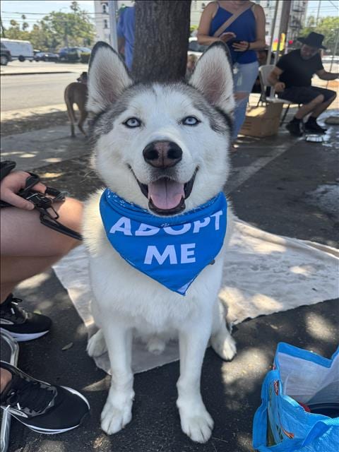 Photo of Sparky, adoptable Siberian Husky in Chatsworth, California