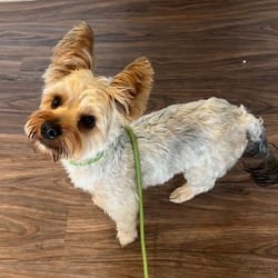 Photo of Shadow, adoptable Yorkie, Yorkshire Terrier in Loxahatchee, Florida