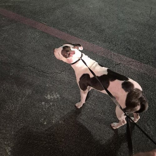 Photo of Paolo, adoptable American Staffordshire Terrier in San Antonio, Texas
