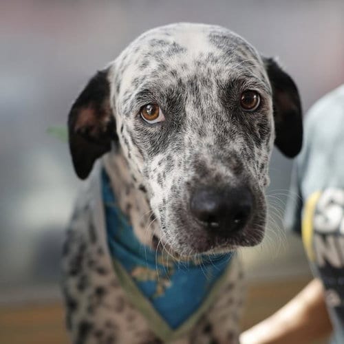 Photo of Liberty, adoptable Australian Cattle Dog/Blue Heeler in San Antonio, Texas