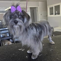 Photo of Ivy, adoptable Shih Tzu Maltese in Santa Clarita, California