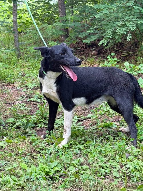 Photo of Carrina, adoptable Fox Terrier in HOPKINSVILLE/PRINCETON, KY, New Hampshire