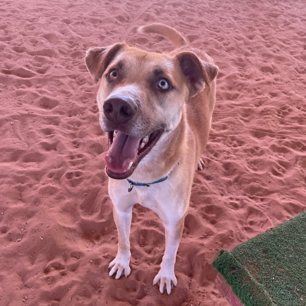 Photo of Bo, adoptable Catahoula Leopard Dog / Mix in Kanab, Utah