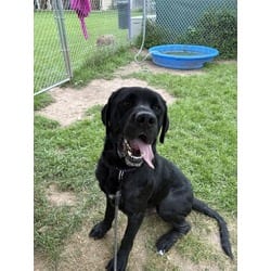 Photo of Akela, adoptable Mixed Breed (Medium) in Syracuse, New York