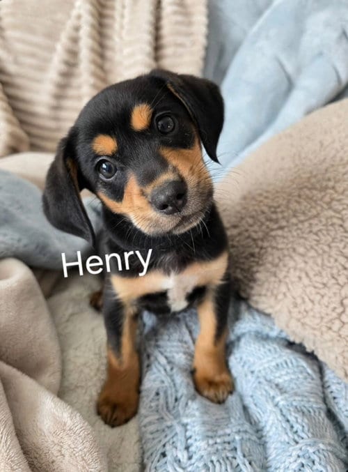 Photo of Henry, adoptable Labrador Retriever in Newark, Delaware
