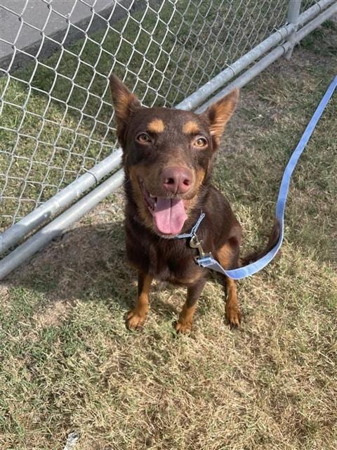 Photo of Brownie, adoptable Doberman Pinscher in Corpus Christi, Texas