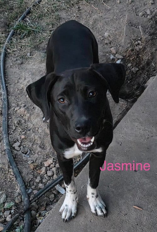 Photo of Jazmine Dot, adoptable Labrador Retriever in Wakefield, Rhode Island