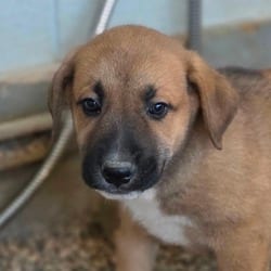 Photo of Archie JuM, adoptable German Shepherd Dog Mixed Breed (Medium) in Baltimore, Maryland