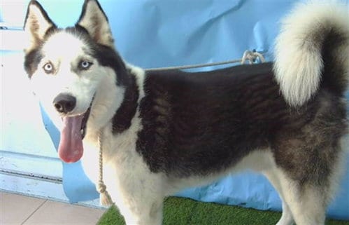 Photo of Goofy, adoptable Siberian Husky in Gardena, California