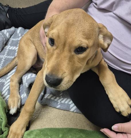 Photo of Rhubark, adoptable Pit Bull Terrier in Decatur, Illinois