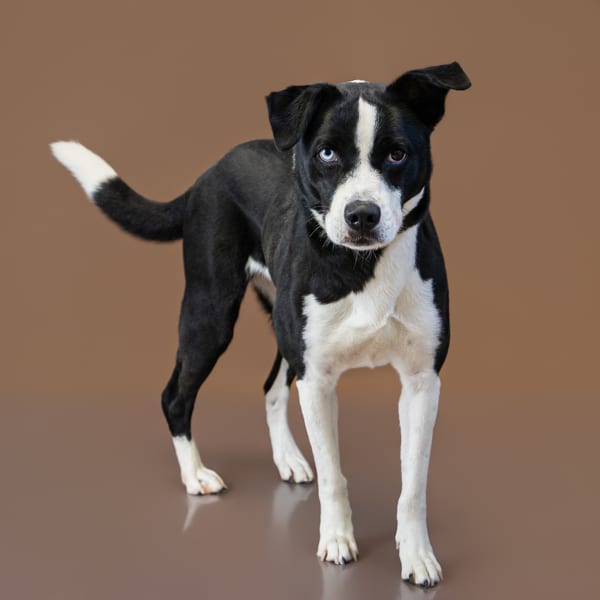 Photo of Louise, adoptable Border Collie mixed Pit Bull in Lawrenceville, Georgia