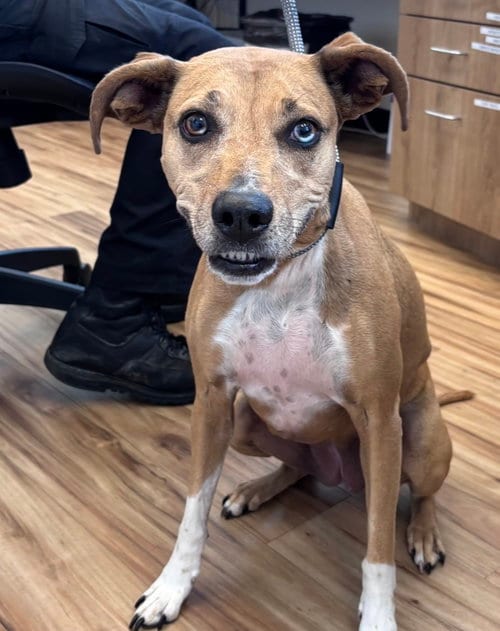 Photo of Bebe, adoptable Labrador Retriever in Rowlett, Texas