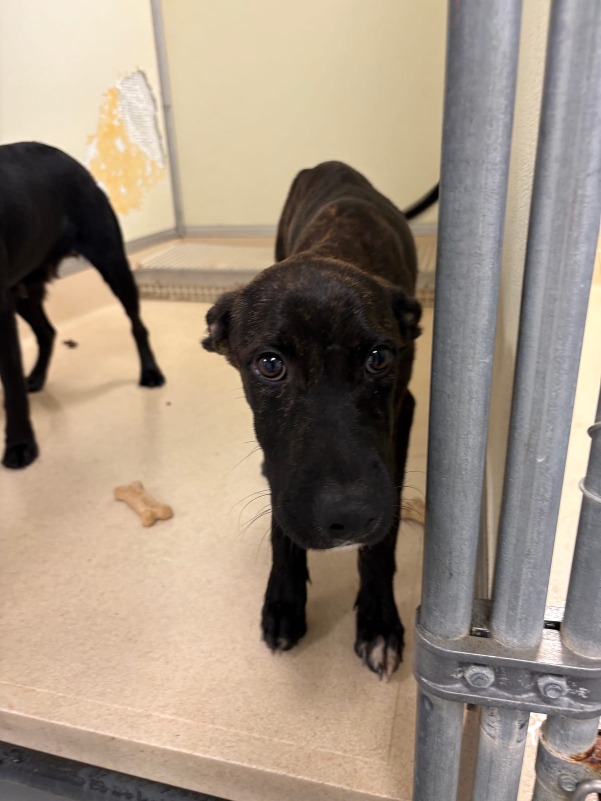 Photo of Molly, adoptable Retriever/Mix in Raeford, North Carolina