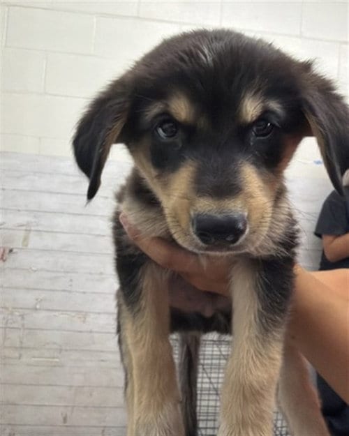 Photo of Cobbler, adoptable German Shepherd Dog in San Bernardino, California
