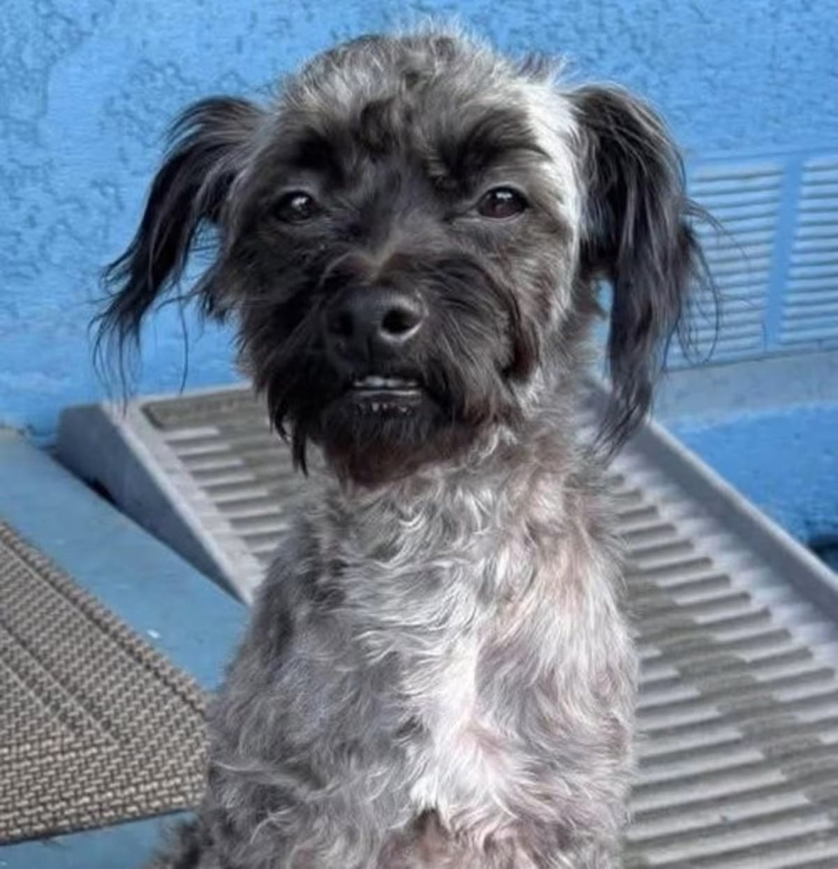 Photo of Oreo, adoptable Maltese in Corona, California