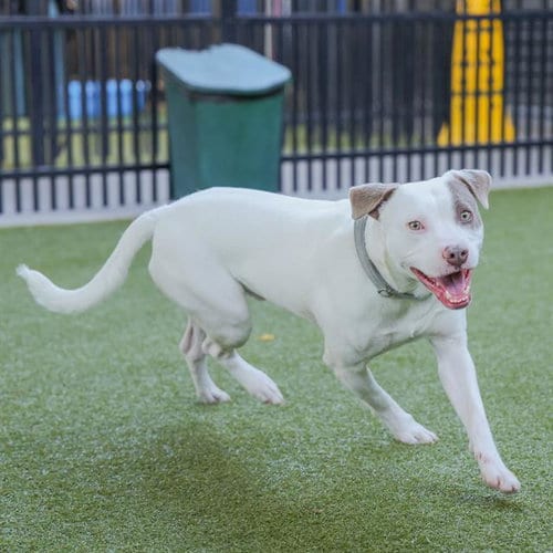 Photo of Groove, adoptable American Staffordshire Terrier in Waco, Texas