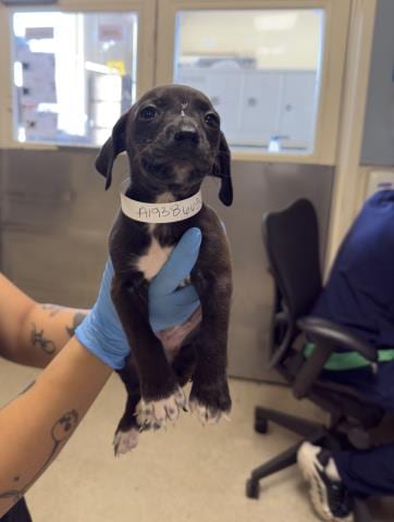 Photo of Lola, adoptable Labrador Retriever in Riverside, California
