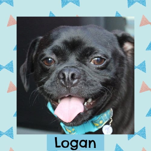 Photo of Logan, adoptable Pug in Littleton, Colorado