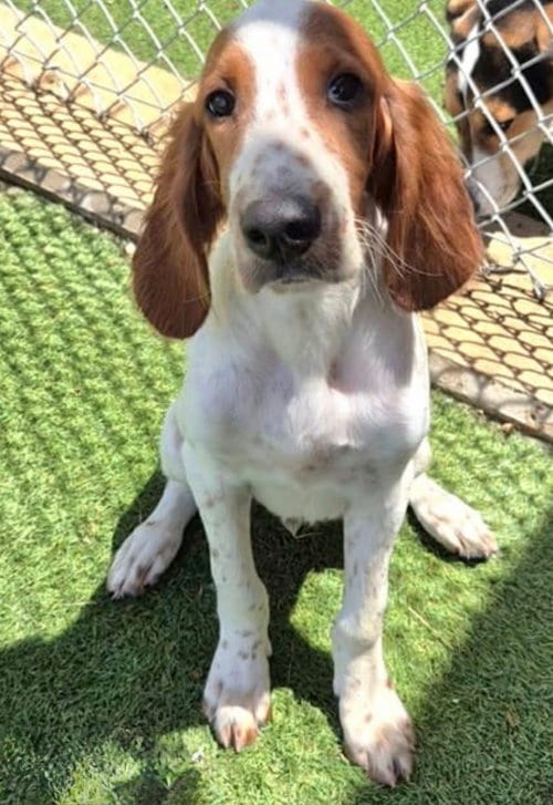 Photo of Finnegan, adoptable Irish Setter in Denton, Texas