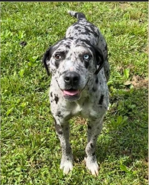 Photo of Maggie the Marvel - GRAY/BLACK Catahoula JEWEL, adoptable Catahoula Leopard Dog in Atlanta, Georgia