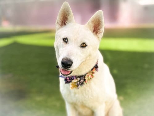 Photo of Sophie, adoptable Husky in San Pedro, California