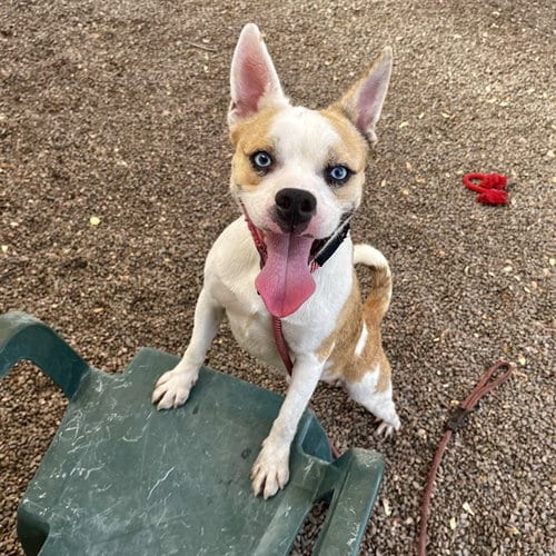 Photo of Sprite, adoptable Australian Cattle Dog/Blue Heeler in Phoenix, Arizona