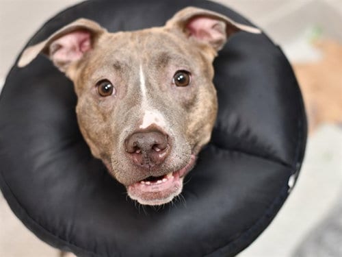Photo of Pucca, adoptable Pit Bull Terrier in Denver, Colorado