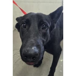 Photo of Frankie, adoptable German Shepherd Dog in San Bernardino, California