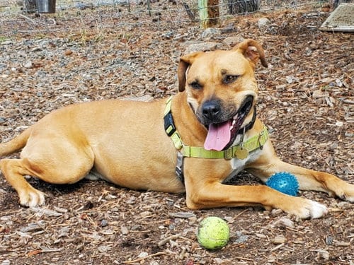 Photo of Kiwi, adoptable Boxer in Aurora, Colorado