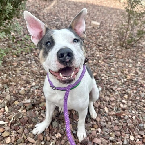 Photo of Peeka, adoptable American Pit Bull Terrier in Mesa, Arizona