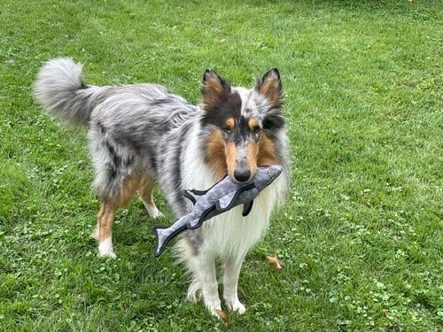 Photo of Blue, adoptable Collie in Chantilly, Virginia