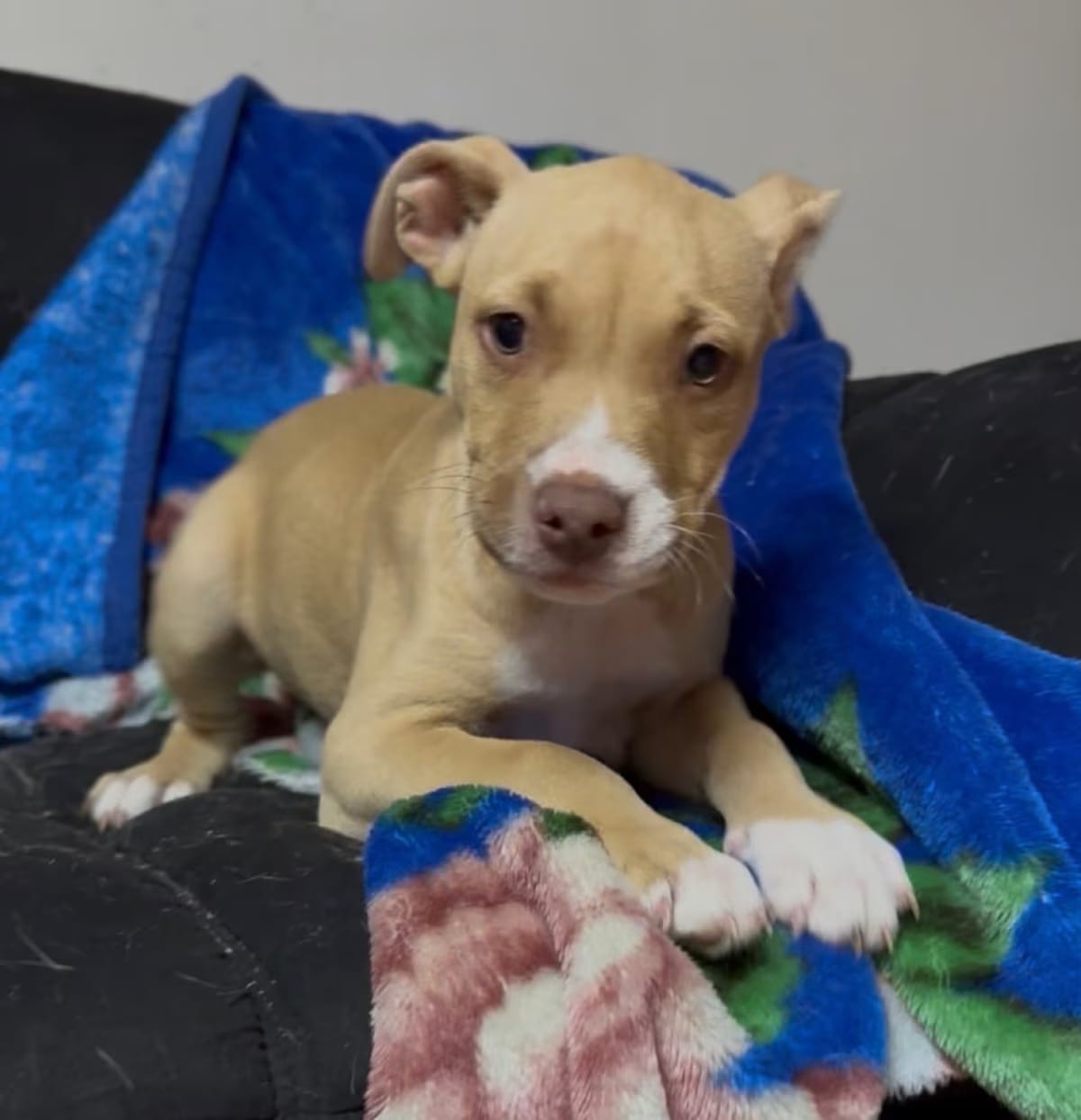 Photo of Biscuit, adoptable Mixed Breed (Medium) in Albany, New York