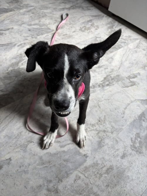 Photo of Echo, adoptable Border Collie in Herndon, Virginia