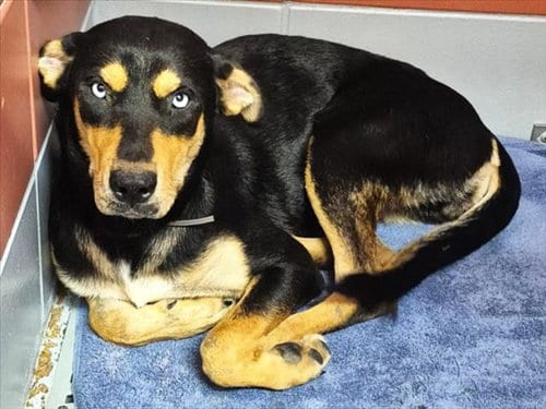 Photo of Barbie, adoptable Rottweiler in Houston, Texas