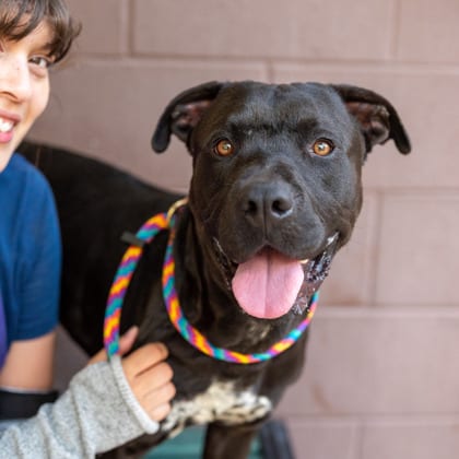 Photo of Luca, adoptable dog in Chamblee, Georgia
