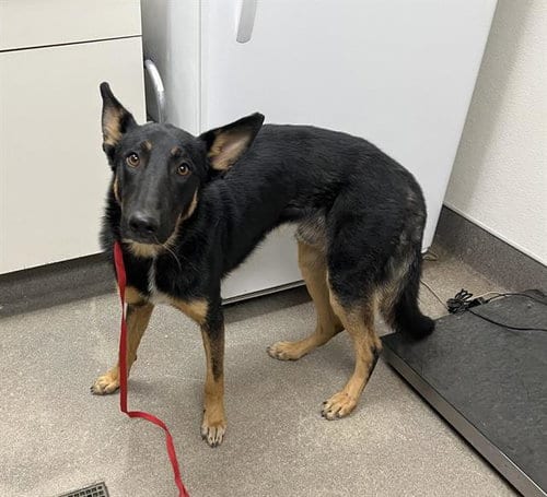 Photo of Colby, adoptable German Shepherd Dog in HESPERIA, California