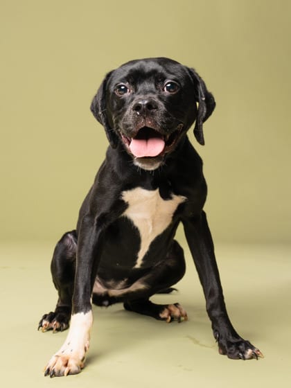 Photo of Jullie Circle, adoptable dog in Atlanta, Georgia