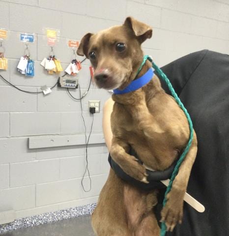 Photo of Will, adoptable Chihuahua in Riverside, California