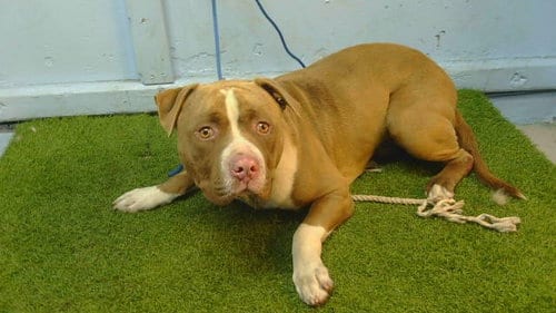 Photo of Coffee Cake, adoptable Pit Bull Terrier in Gardena, California