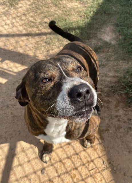 Photo of Poppa, adoptable Pit Bull Terrier in Augusta, Georgia