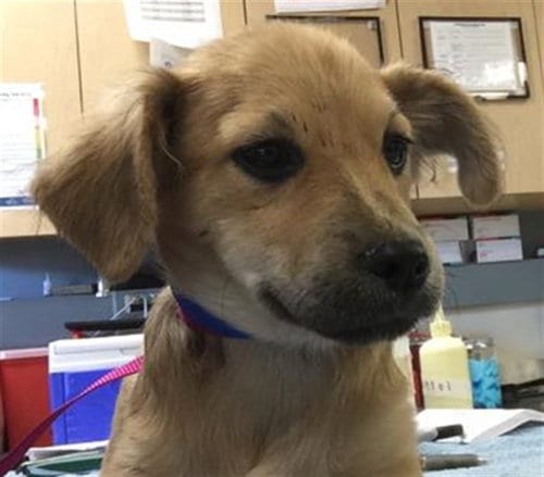 Photo of Chewy, adoptable Chihuahua in Riverside, California